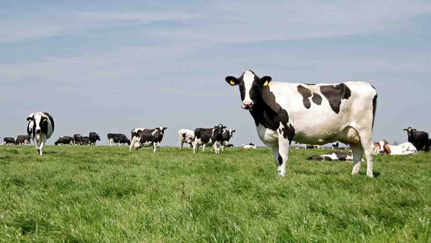 افشای توطئه در صنعت خوراک دام: چرا پودرهای خوراکی تقلبی در بازار پر شده اند؟