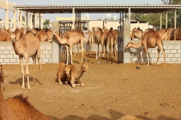 آغاز فصل زادآوری شتر در تایباد، فرصتی برای توسعه دامداری پایدار است