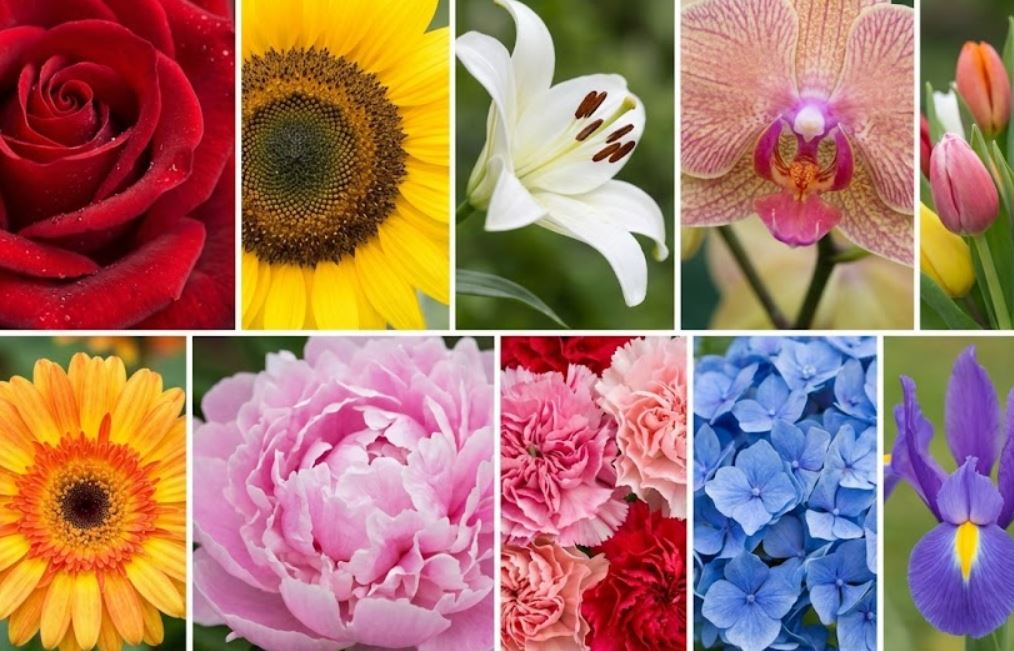 گل طبیعی برای هدیه دادن